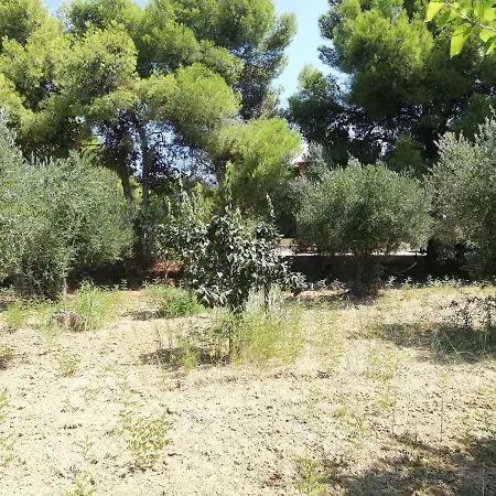 Olive Tree House